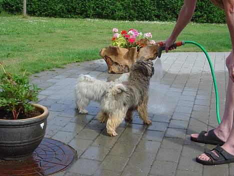 Bichon havanais Jabir´s Danés Batisto - Varm sommer, så man skal vel afkøles billede 4