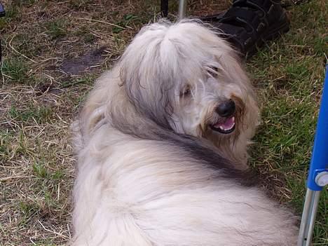 Bichon havanais Jabir´s Danés Batisto - Min udstillings ferie i grenå billede 5