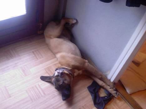 Blanding af racer Simba - Afslapning i 1. klasse billede 8