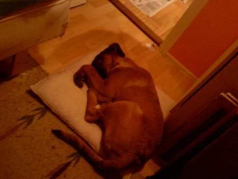 Blanding af racer Simba - gemmer mig billede 9