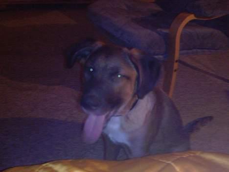 Blanding af racer Simba billede 10