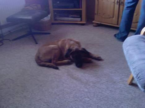 Blanding af racer Simba billede 11