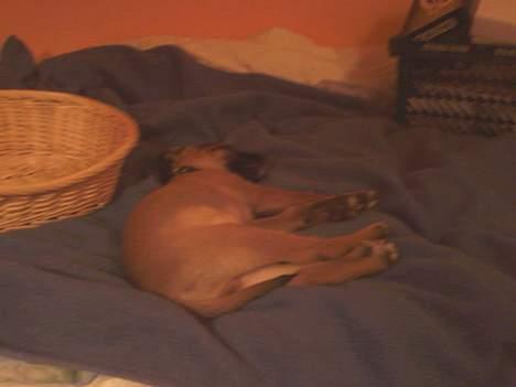 Blanding af racer Simba - op i sengen:S hehe billede 12