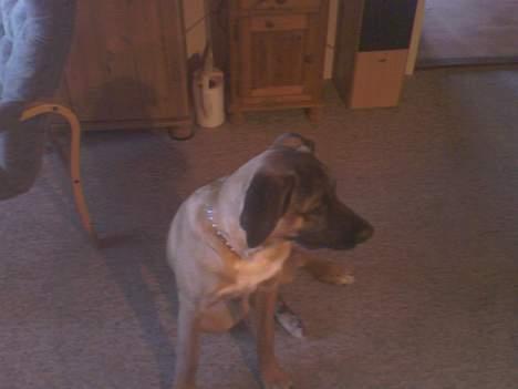 Blanding af racer Simba billede 13