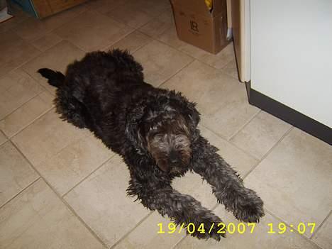 Blanding af racer bella billede 6