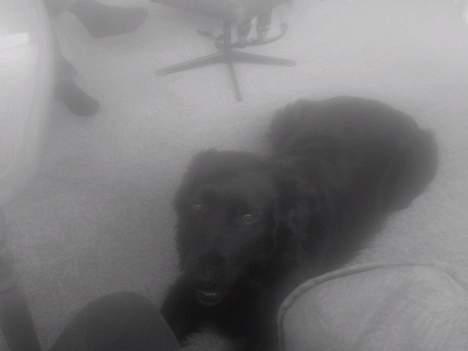 Blanding af racer Joyce (død:'() billede 4