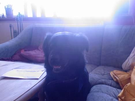 Blanding af racer Joyce (død:'() billede 5