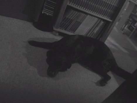 Blanding af racer Joyce (død:'() billede 6