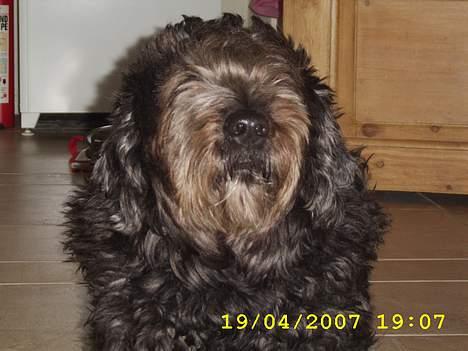 Blanding af racer bella billede 7