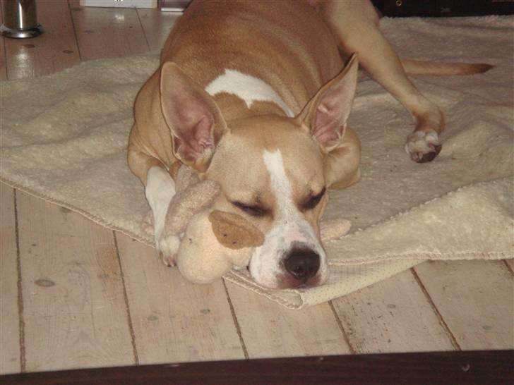 Amerikansk staffordshire terrier Xena - ligger her og sover med min bamse billede 17