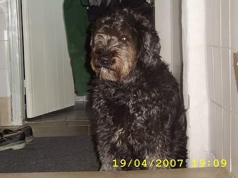 Blanding af racer bella billede 8