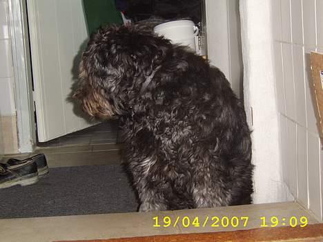 Blanding af racer bella billede 9