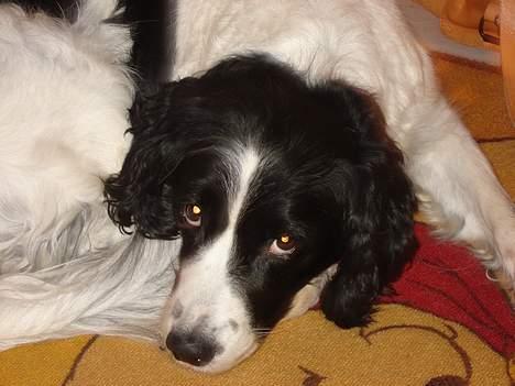 Field Trial spaniel Fine - Fine 10år billede 1