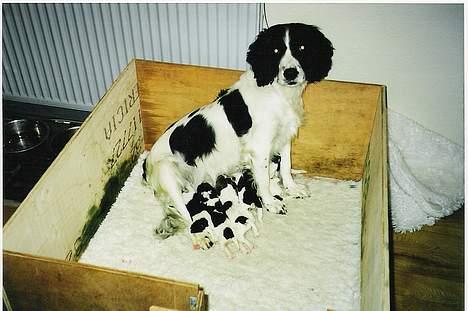 Field Trial spaniel Fine - Stolte Fine med hendes 8 hvalpe billede 3