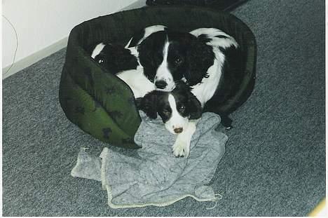 Field Trial spaniel Fine - Fine med Joey og Beckham billede 4