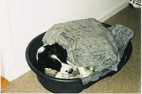 Field Trial spaniel Fine - Puttetid billede 5