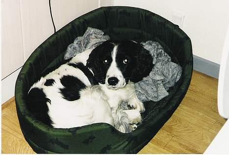 Field Trial spaniel Fine - Fine slapper af billede 6