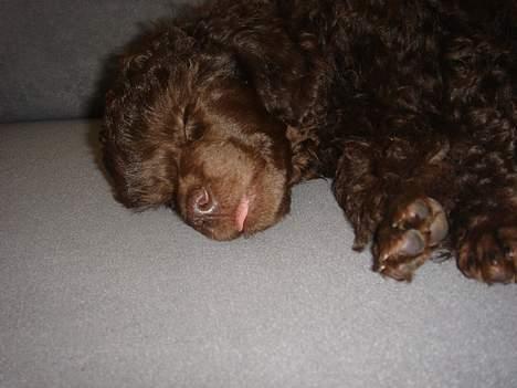 Dværgpuddel Zia - jeg kan også række tunge... hihi billede 7