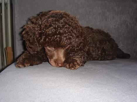 Dværgpuddel Zia billede 8