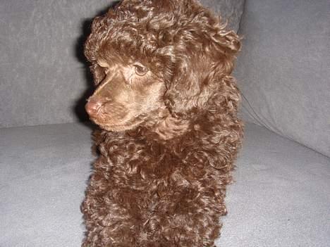 Dværgpuddel Zia billede 9