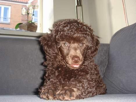 Dværgpuddel Zia billede 10