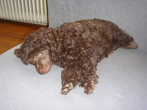 Dværgpuddel Zia billede 11