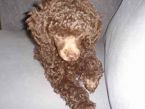 Dværgpuddel Zia billede 12