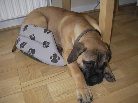 Bullmastiff Gizmo R.I.P - Øv den er alt for lille til mig.. billede 11