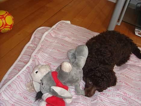 Dværgpuddel Zia - dumme bamse billede 13