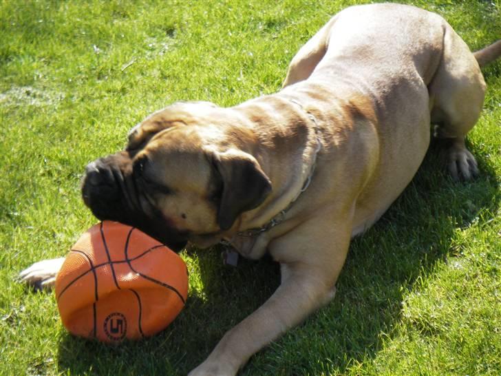 Bullmastiff Gizmo R.I.P - Dejligt med noget til tænderne.. ;o) billede 12