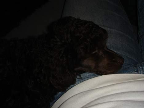 Dværgpuddel Zia billede 14