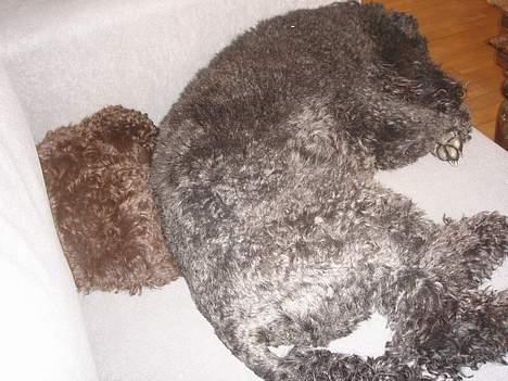 Dværgpuddel Zia - en lur på sofaen sammen med vanti billede 15