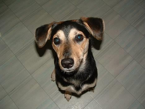 Blanding af racer Molly billede 15