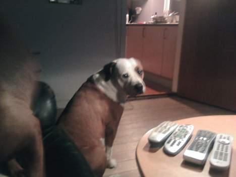 Amerikansk bulldog Baily - Ville du noget? billede 12