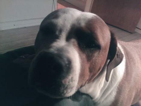 Amerikansk bulldog Baily - Er det for tæt? billede 13