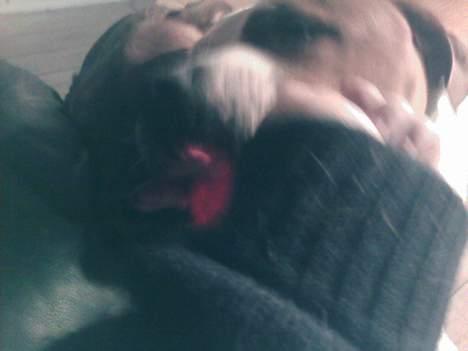 Amerikansk bulldog Baily - Gi mig den nu... billede 14