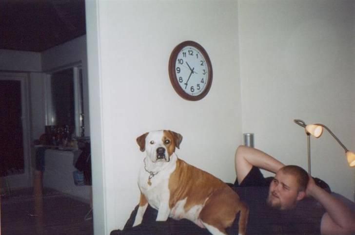 Amerikansk bulldog Baily - Hvis jeg lige så stille kravler op her, så er der ingen.. Nåh, jeg undervurderede nok min vægt.. Hmm.. Ka jeg blive?? billede 15