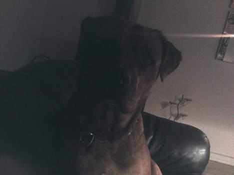 Blanding af racer Sasja - Nu er den der sjove tingest fremme igen.. billede 14