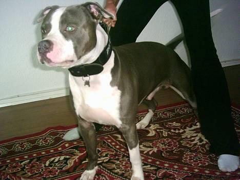 Amerikansk staffordshire terrier Chiko billede 1