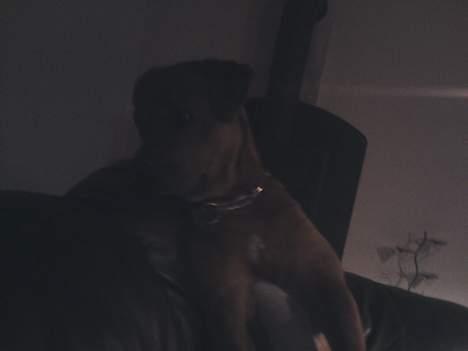 Blanding af racer Sasja - Hva er det? billede 15