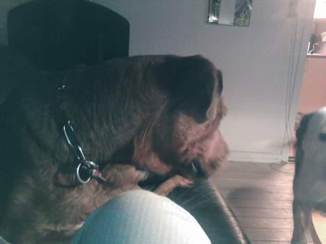 Blanding af racer Sasja - Hov, der kom katten igen... billede 16