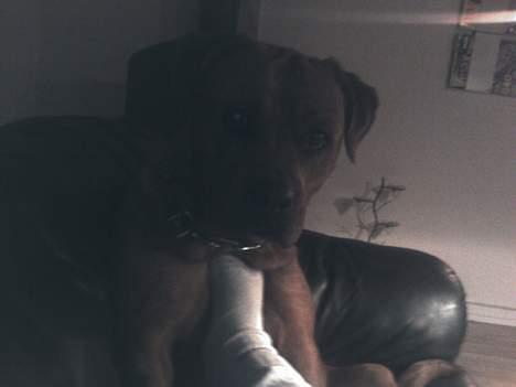 Blanding af racer Sasja - Hvorfor skubber du me foden, hva? Jeg vil jo bare kysse... billede 17