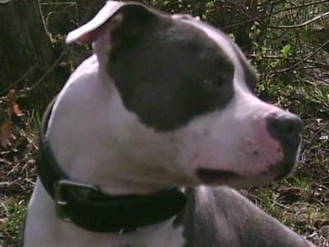 Amerikansk staffordshire terrier Chiko billede 2