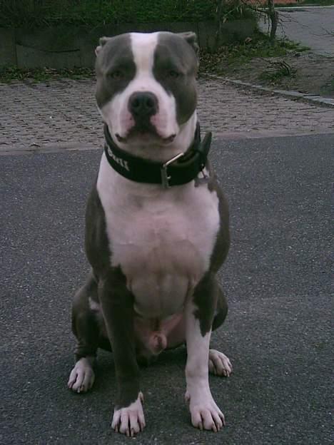 Amerikansk staffordshire terrier Chiko billede 3