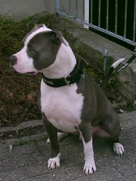 Amerikansk staffordshire terrier Chiko billede 4
