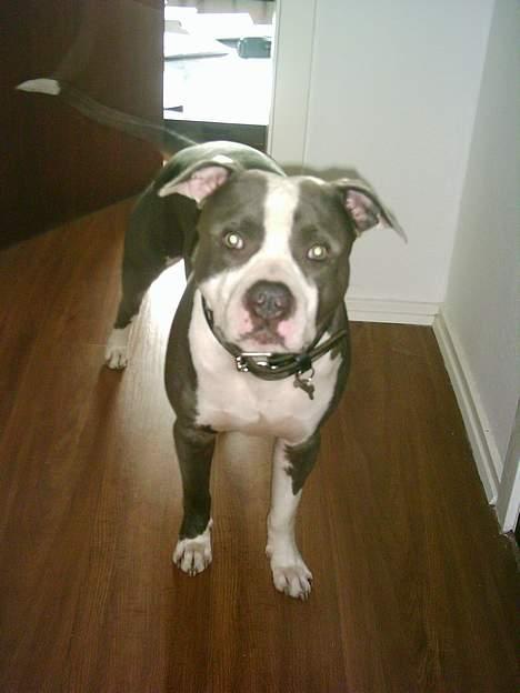 Amerikansk staffordshire terrier Chiko billede 5