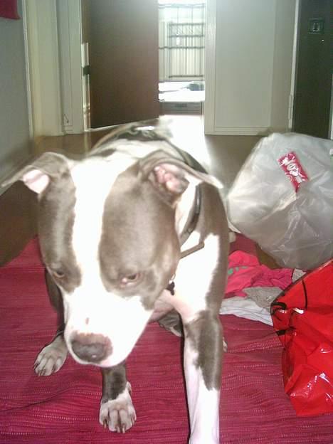 Amerikansk staffordshire terrier Chiko billede 6