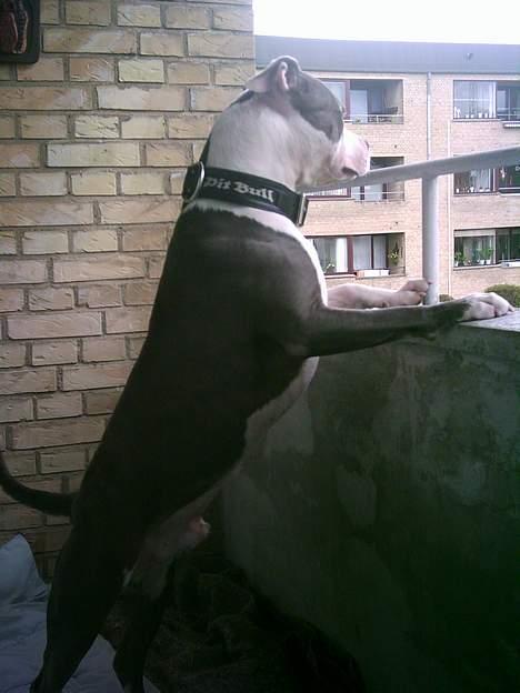 Amerikansk staffordshire terrier Chiko billede 7