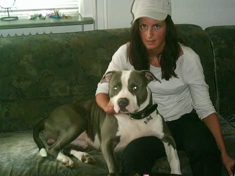 Amerikansk staffordshire terrier Chiko billede 8