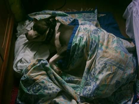 Amerikansk staffordshire terrier Chiko billede 9